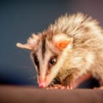 Son beneficiosas las zarigüeyas como mascotas