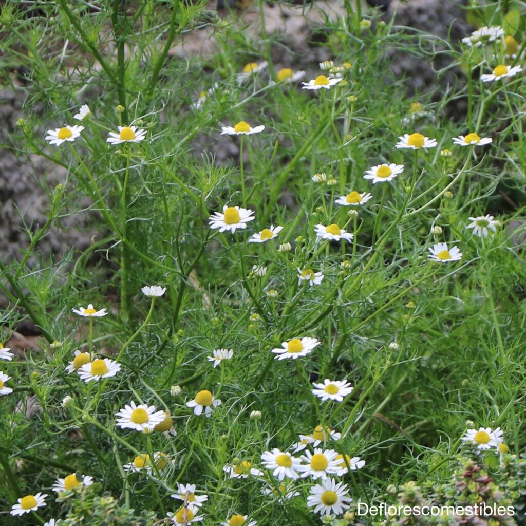 Son comestibles las flores de manzanilla