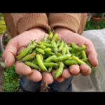 Son comestibles las vainas de semillas de rábanos