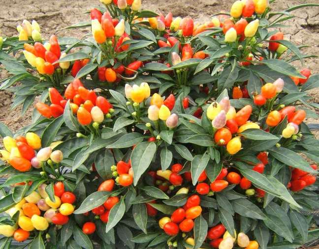 Son comestibles los pimientos ornamentales