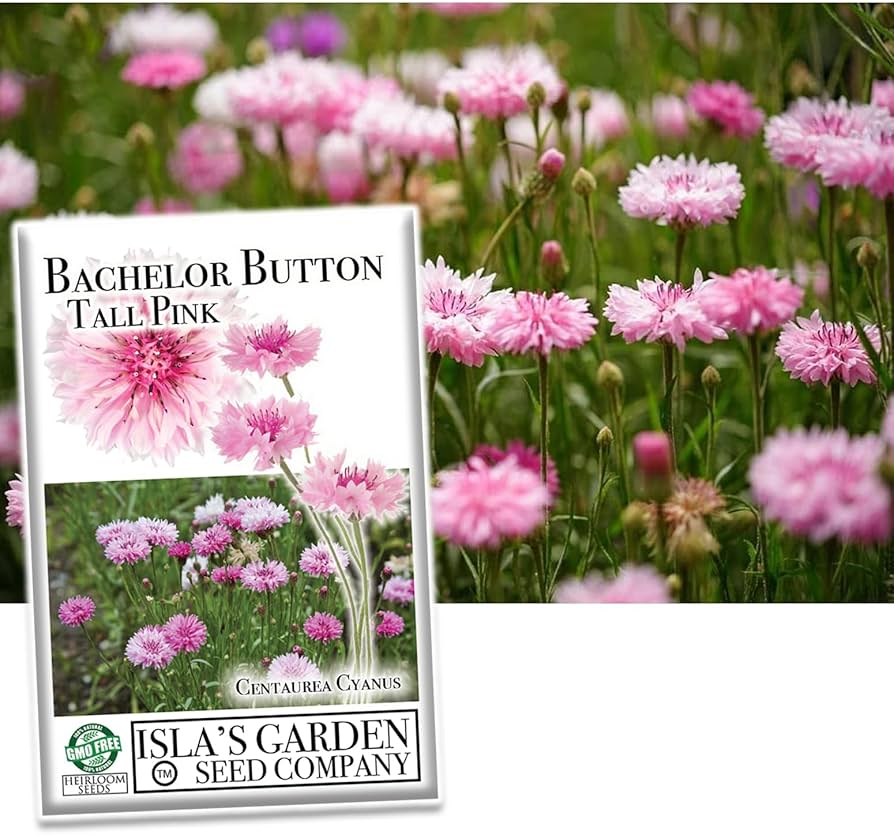 Son los ‘Bachelor Buttons’ resistentes a los ciervos