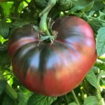 Son los tomates Cherokee Purple de determinado crecimiento