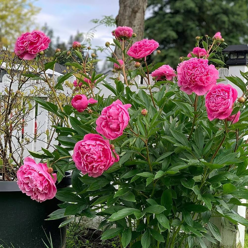 Son resistentes al frío los peonías