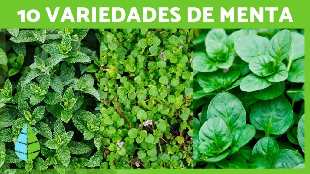 Son todas las variedades de menta aptas para el consumo