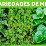 Son todas las variedades de menta aptas para el consumo