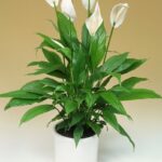 Spathiphyllum: Tóxica para perros la flor de la paz