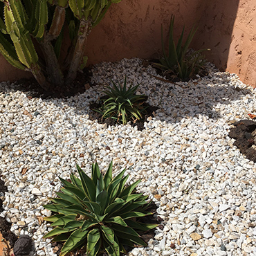 Succulentas en jardines de roca: diseños impactantes