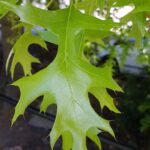 Tasa de crecimiento del roble pin y cómo plantarlo