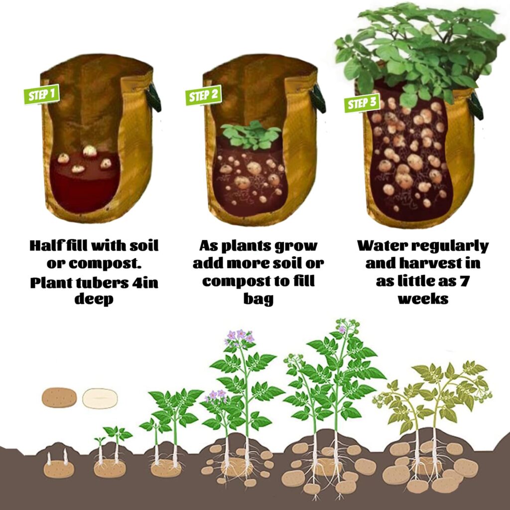 Te gustaría saber cómo cultivar patatas en tu jardín