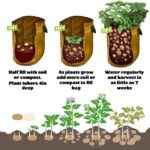 Te gustaría saber cómo cultivar patatas en tu jardín