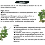 Técnica para prevenir que el cilantro se vaya a semilla