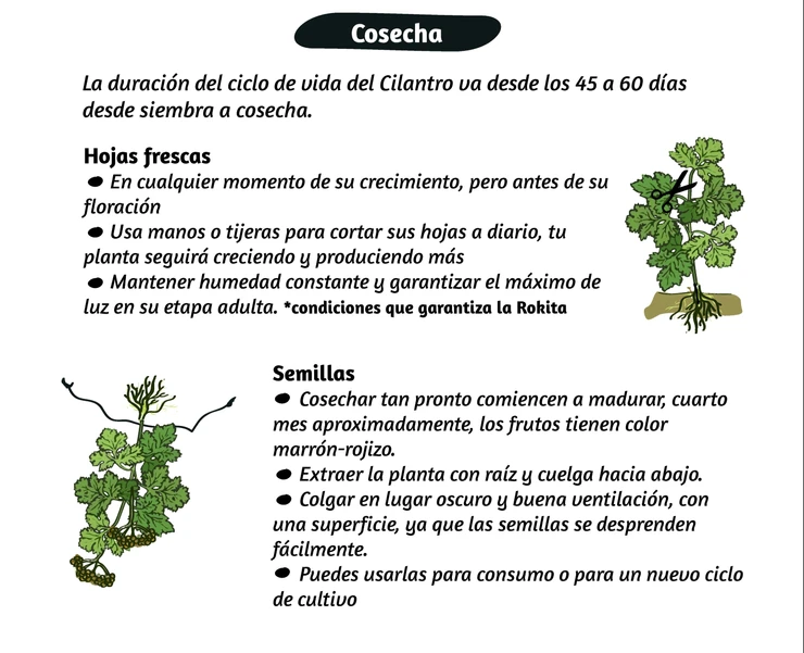 Técnica para prevenir que el cilantro se vaya a semilla