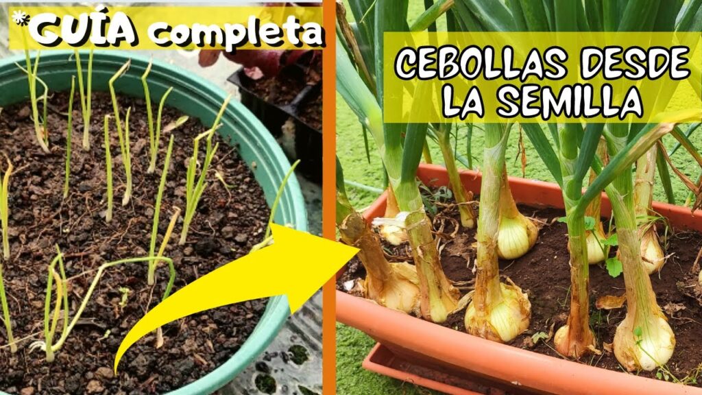 Temperatura óptima para germinar semillas de cebolla