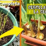 Temperatura óptima para germinar semillas de cebolla