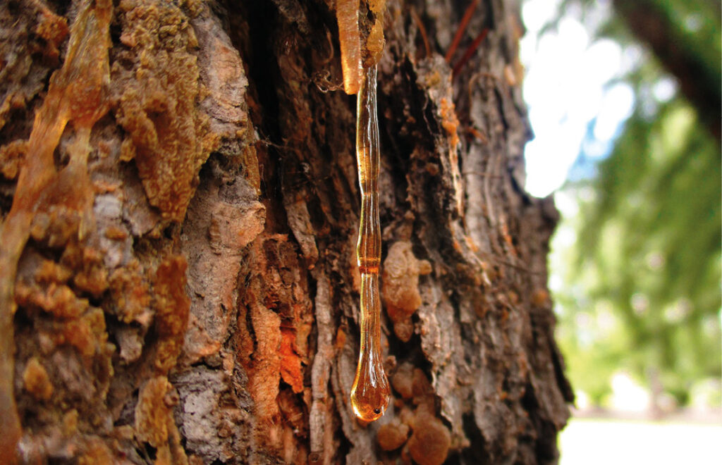 Temporada de recolección de resina de pino y usos
