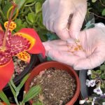 Tigridia: Consejos para cultivar plantas de Tigridia