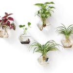 Tipos comunes de macetas para propagar plantas en casa