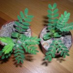 Tipos de Acacia y cómo cuidarlos en Acacia Tree Garden