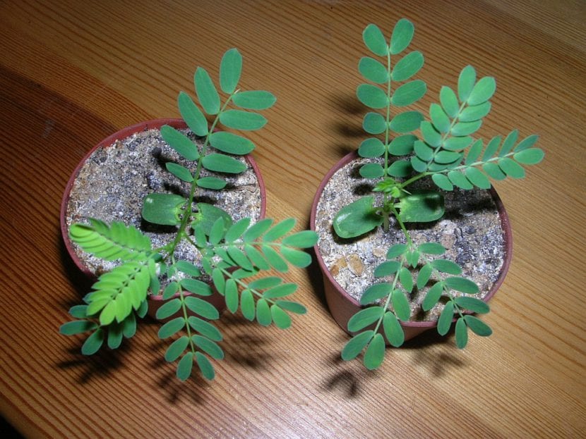 Tipos de Acacia y cómo cuidarlos en Acacia Tree Garden