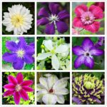 Tipos de clematis para floración constante en verano