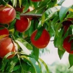 Tipos de Nectarinas Resistentes al Frío para Zona 4