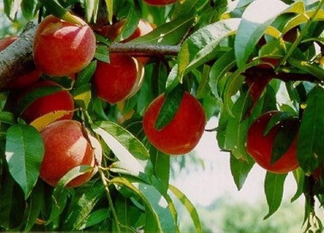 Tipos de Nectarinas Resistentes al Frío para Zona 4