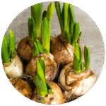 Tipos de plantas bulbos: cómo crecer y plantar bulbos