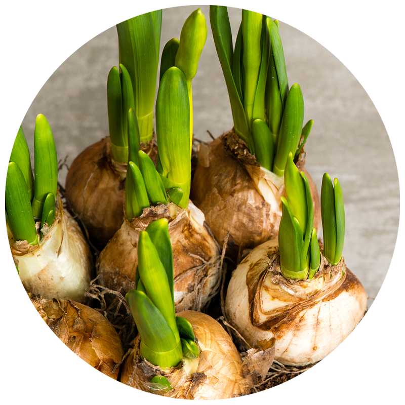 Tipos de plantas bulbos: cómo crecer y plantar bulbos