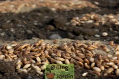 Imagen que representa un suelo calcáreo con agricultura sostenible y prácticas para mejorar su calidad.