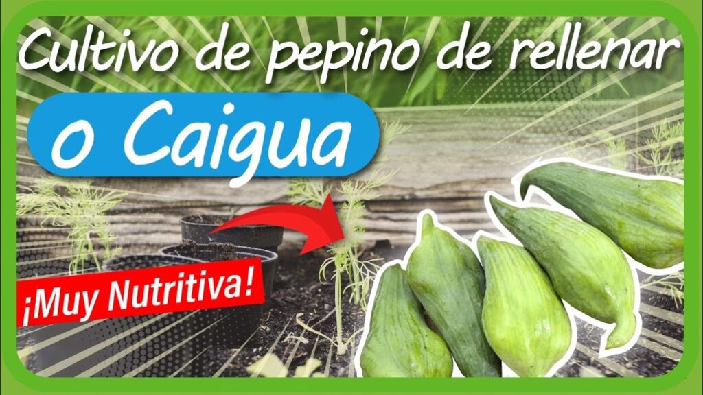 Todo sobre la caihua: Tips para cultivar pepinos rellenos