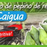 Todo sobre la caihua: Tips para cultivar pepinos rellenos