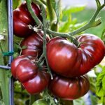 Tomate Black Krim: determinado o indeterminado