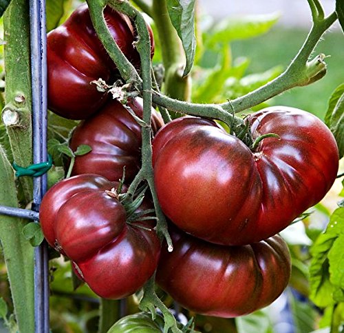 Tomate Black Krim: determinado o indeterminado