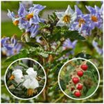 Tomate Litchi: Planta con Espinas y Flores Blancas
