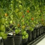 Tomatillos pequeños, qué puedo hacer para solucionarlo
