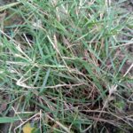 Torpedo Weeds: Consejos para el control de la hierba torpedo