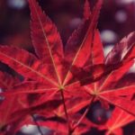 Transplantar arces rojos: guía para mover un arce rojo