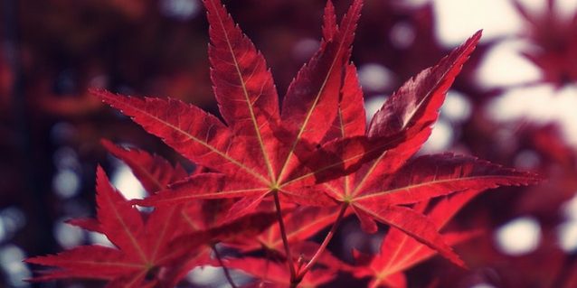 Transplantar arces rojos: guía para mover un arce rojo