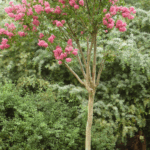 Transplante de árboles de crepe myrtle: cuándo y cómo