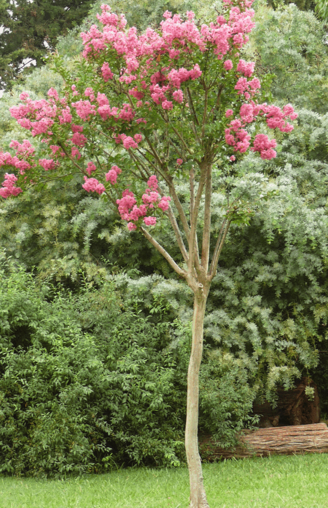 Transplante de árboles de crepe myrtle: cuándo y cómo