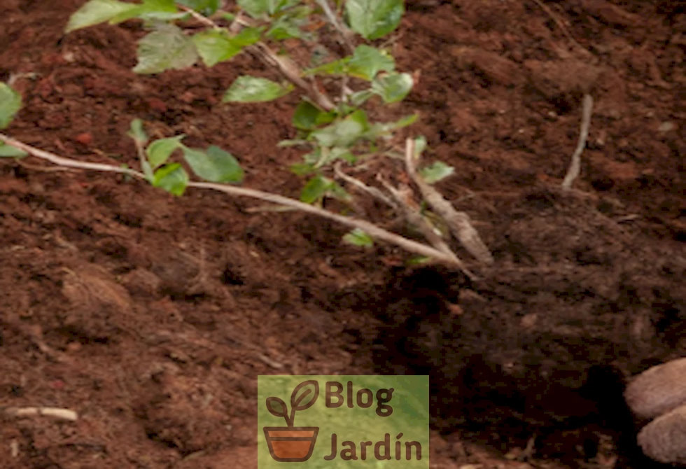 Imagen ilustrativa de un arbusto de arándanos siendo trasplantado con cuidado.