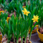Trasplante de bulbos en primavera: guía completa