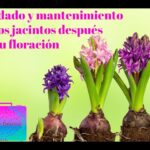 Trasplante de jacintos de uva: instrucciones correctas