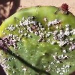 Tratamiento del hongo Phyllosticta en nopales