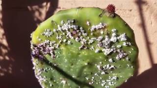 Tratamiento del hongo Phyllosticta en nopales