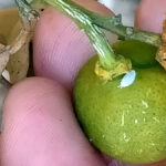 Tratamiento para cochinilla en plantas de limón