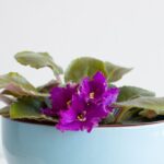 Tratamiento para Crown rot en violetas africanas