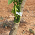 Unir tallos de plantas con taping y empalme de injertos
