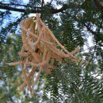 Usos del mezquite: Para qué se puede utilizar este árbol