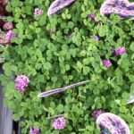 Usos del Trébol Negro en jardines – Consejos de cultivo